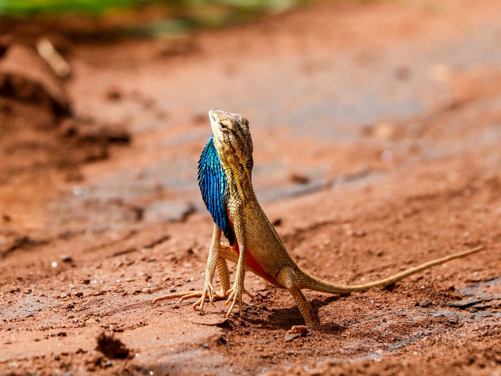 Fan throated lizard(Sarada Superba)