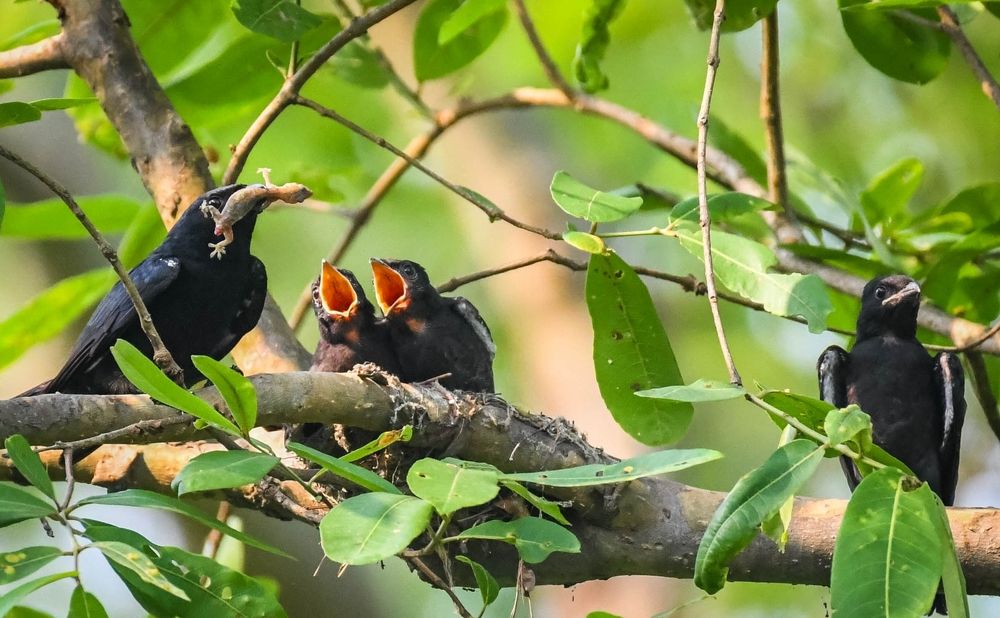 Photograph by DEBJYOTI MONDAL