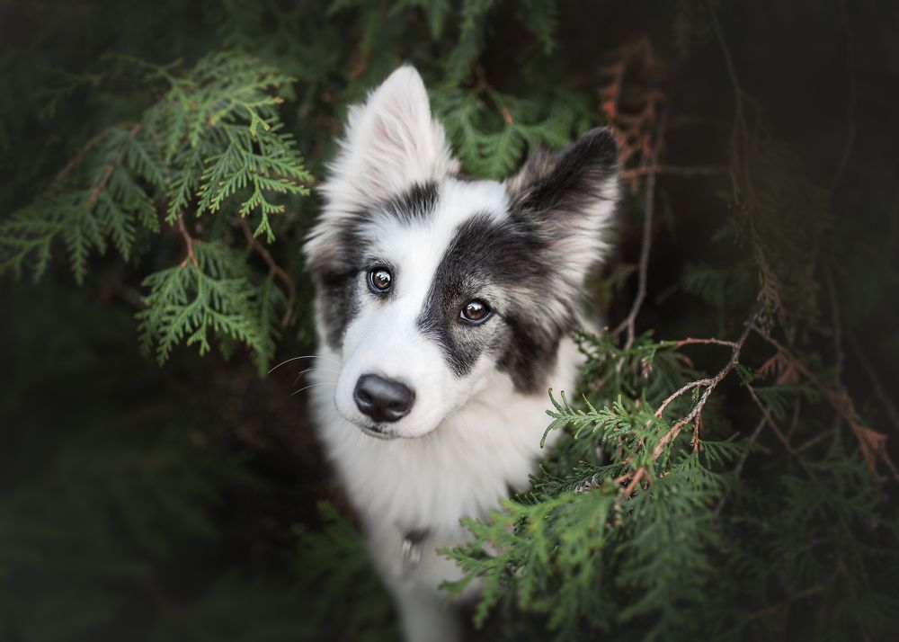 Photograph by Людмила Солдатченкова