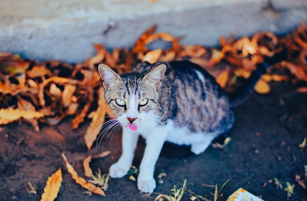 Photograph by Uzair Ahmed Memon