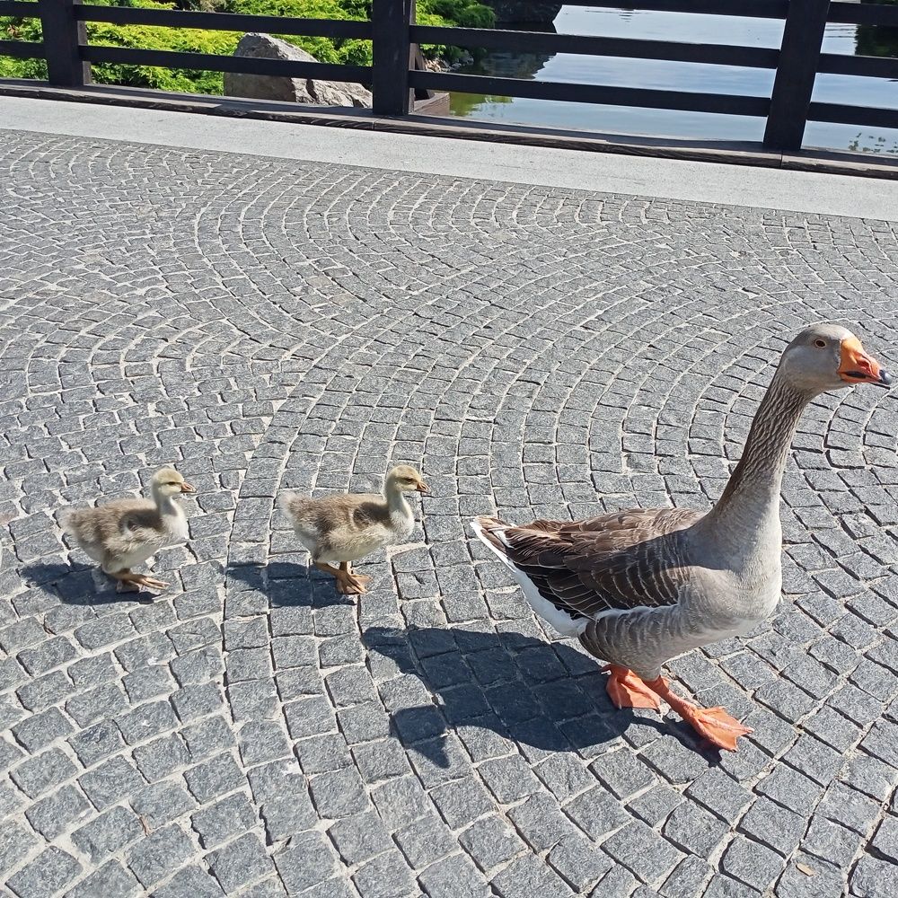 Photograph by Адамян Анна