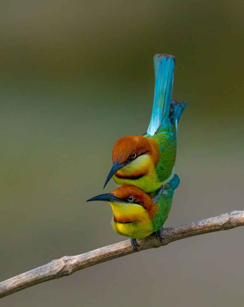 Photograph by Bibhas Deb