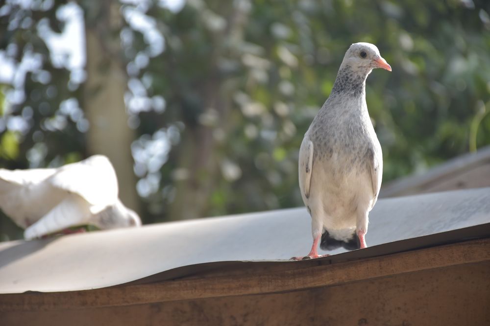 Pigeon