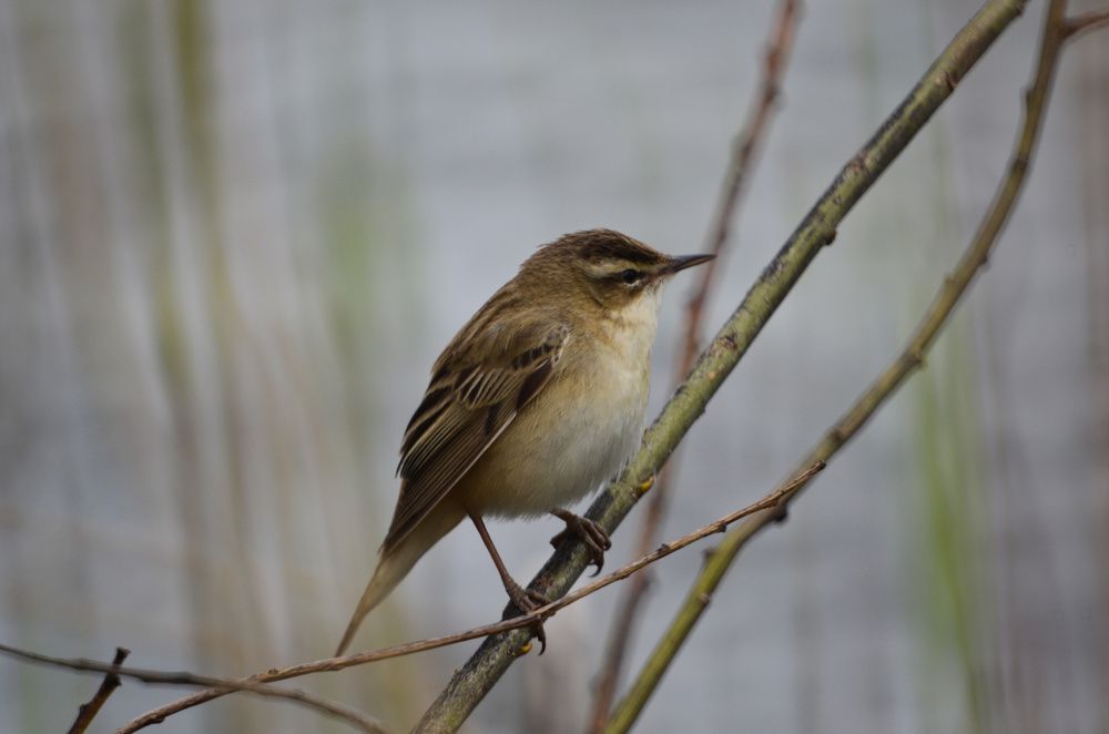 Фотография автора Вадим Писарев