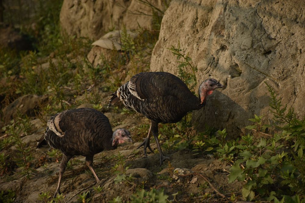 Turkey Pair