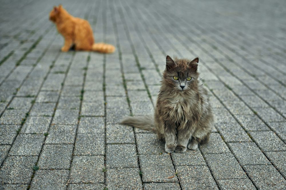 Photograph by Дмитрий Полянский