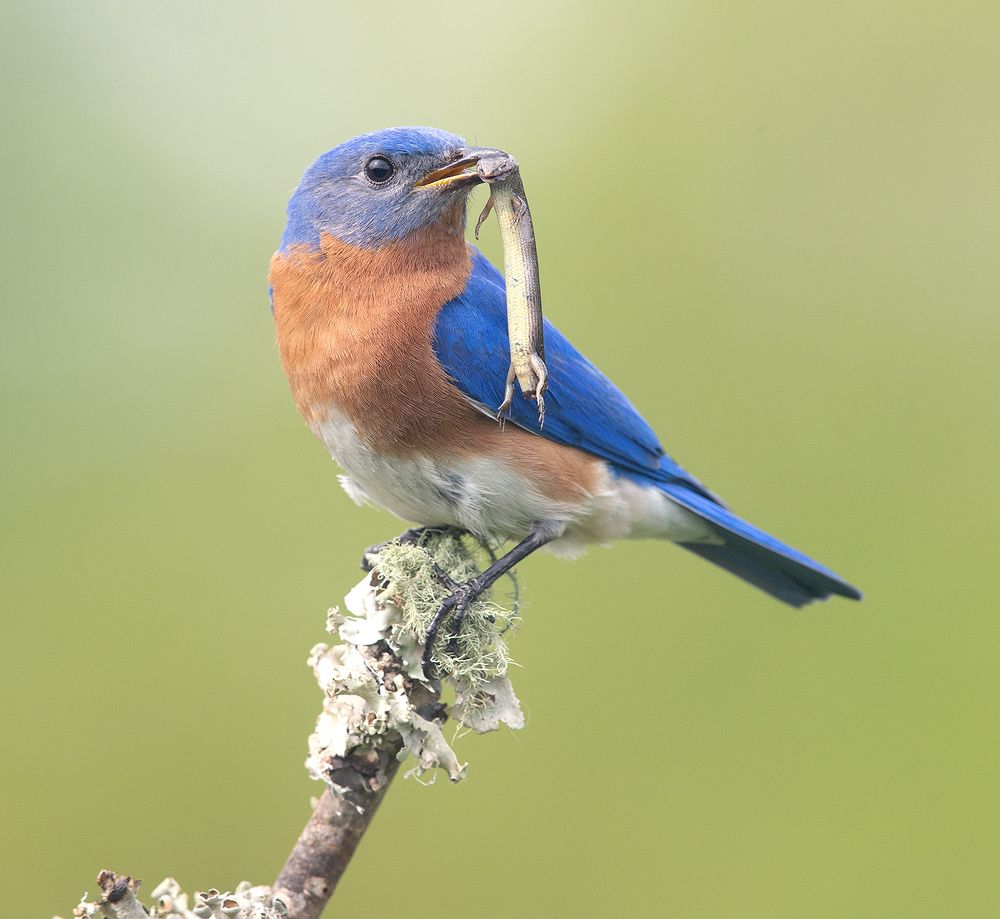 Восточная сиалия  поймал ящерицу - Eastern Bluebird catches Lizard