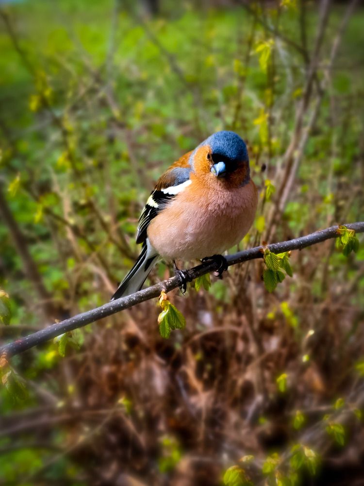 Фотография автора Inna Evseeva