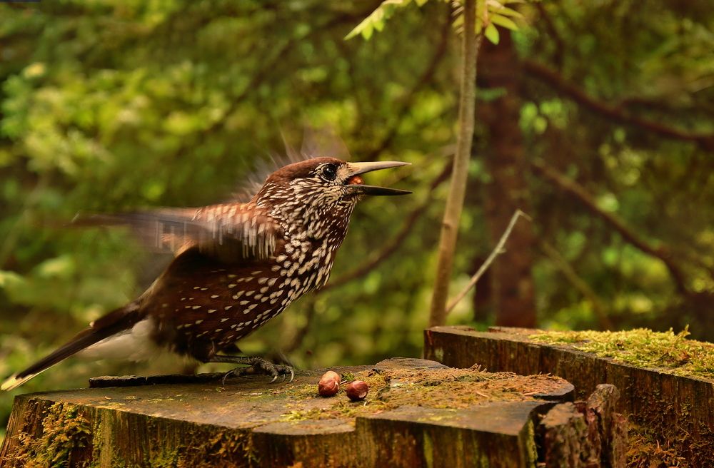 Photograph by Elena Wymann