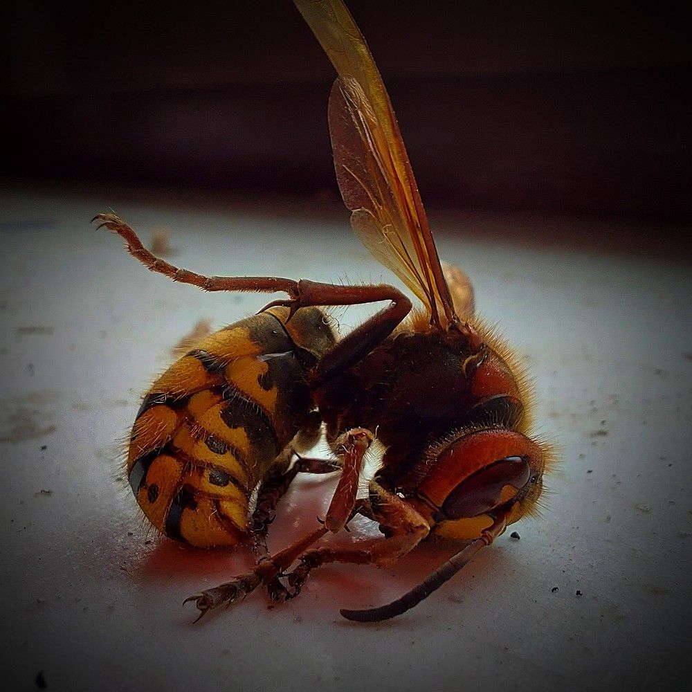 Photograph by Вячеслав Винников