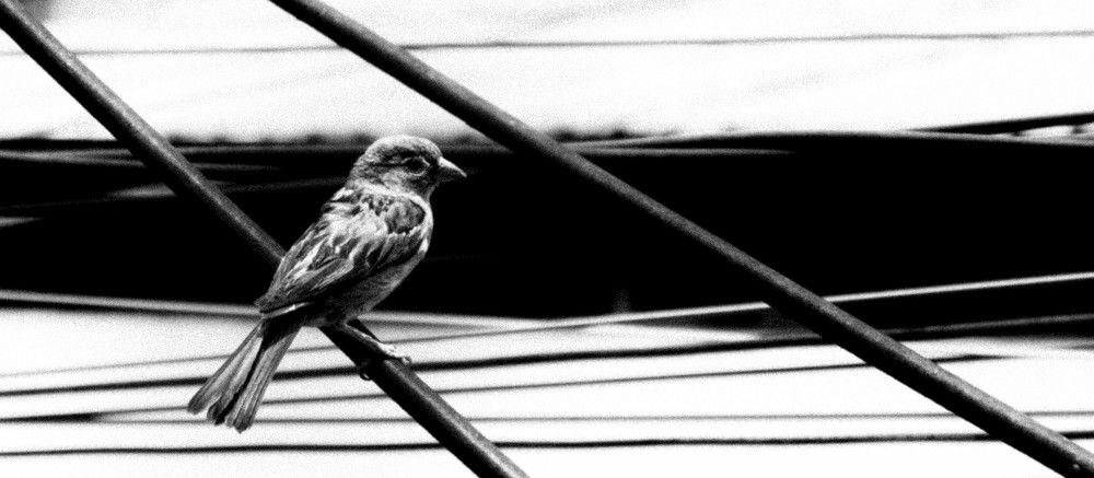 Photograph by Caique Souza