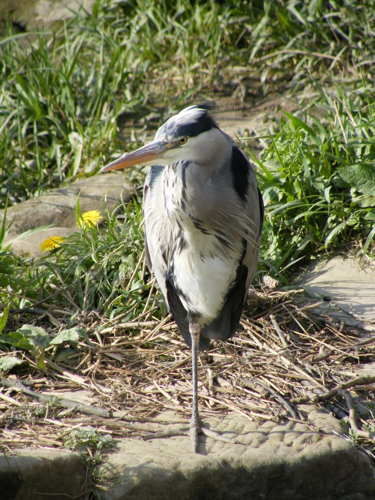 Photograph by Раиса Ламли