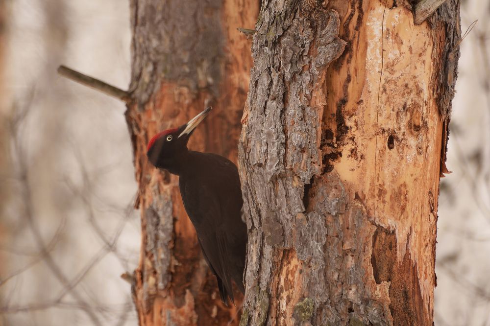 Photograph by Александр Горлов