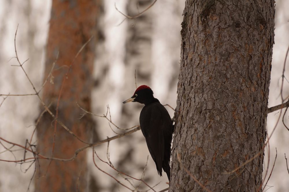 Photograph by Александр Горлов
