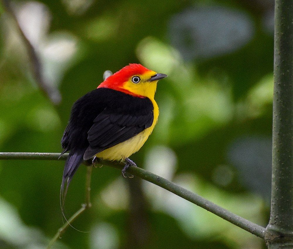 Saltarin Cola de Hilo