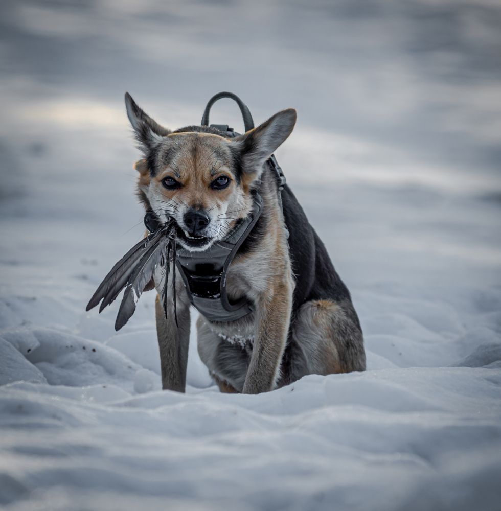 Фотография автора NIKOLAY KALININ