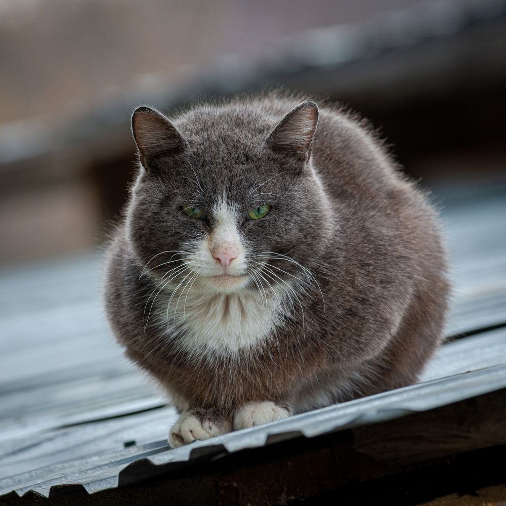 Фотография автора NIKOLAY KALININ