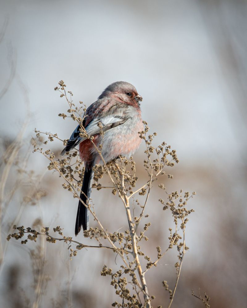 Фотография автора NIKOLAY KALININ