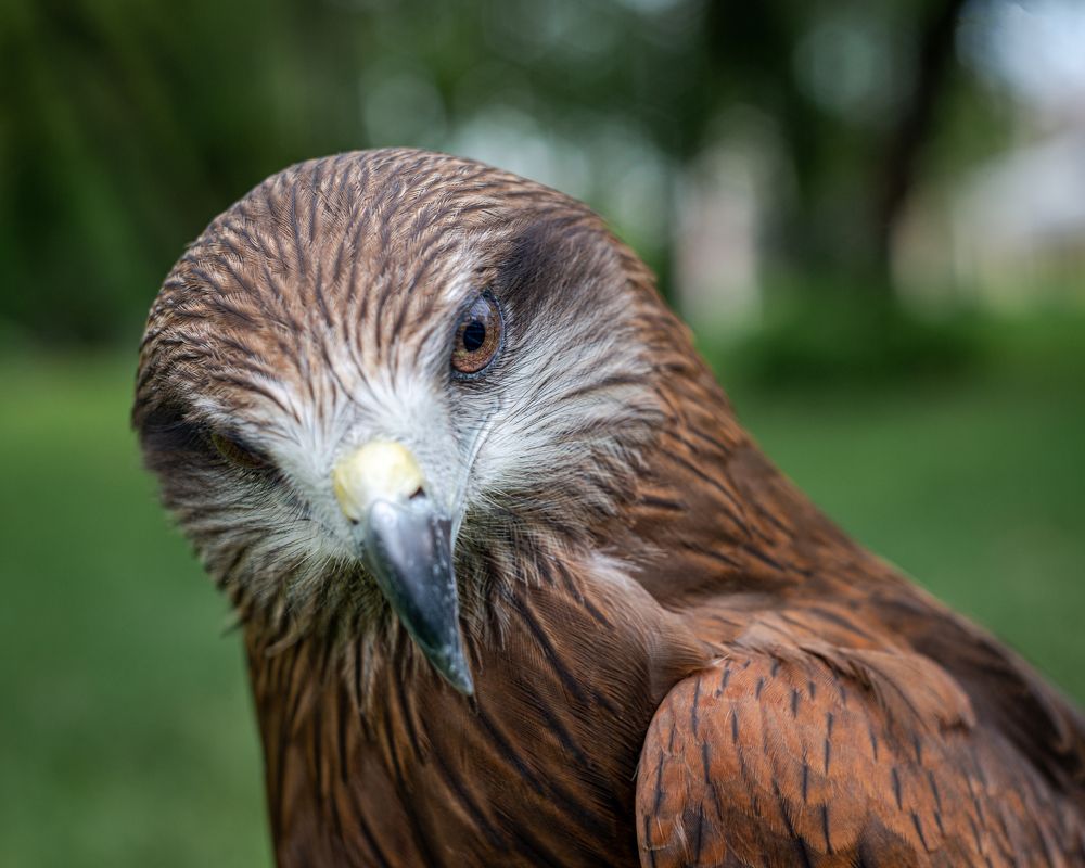 Фотография автора NIKOLAY KALININ