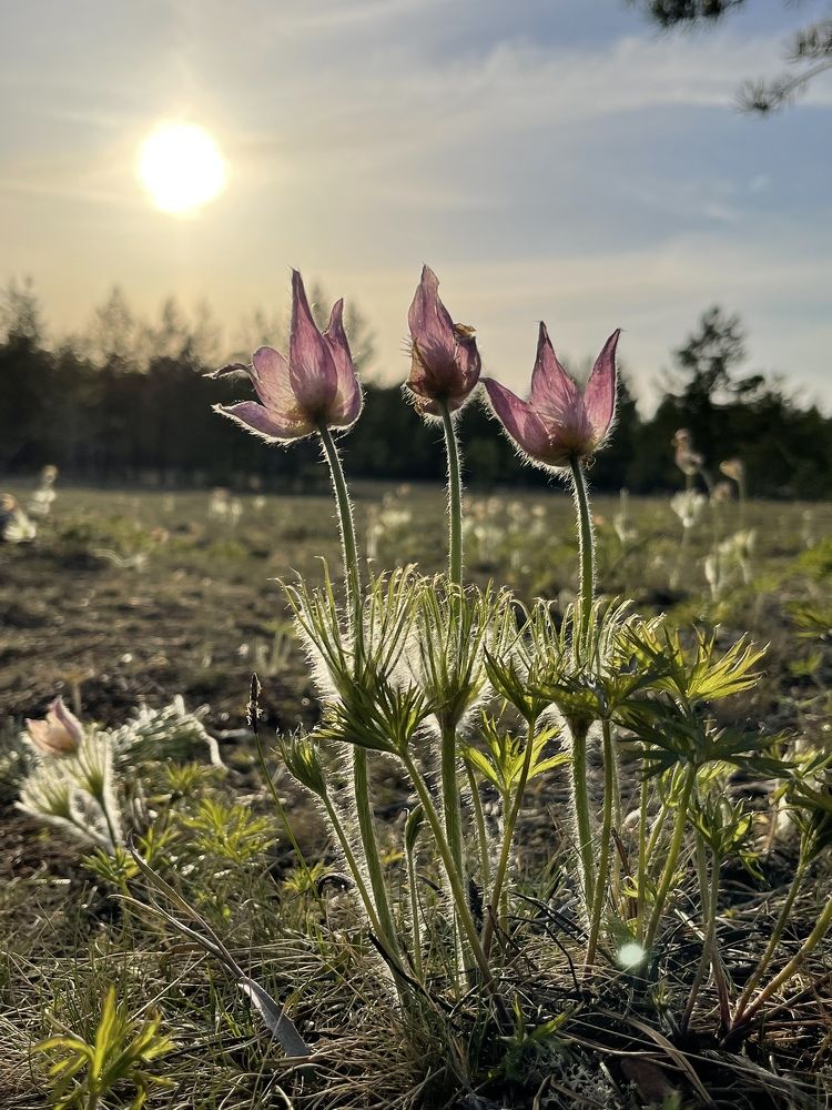 Photograph by Inna Shevchenko