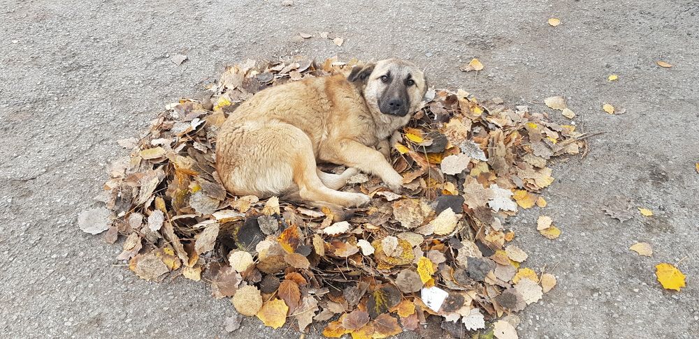 Photograph by Махир Ахмадов