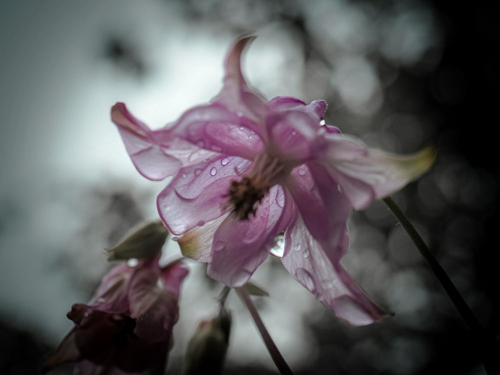 Photograph by mikhail goryachev