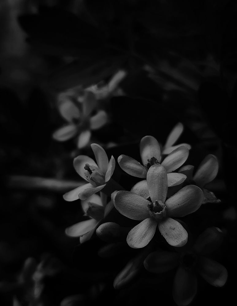 Photograph by Ксения Олина