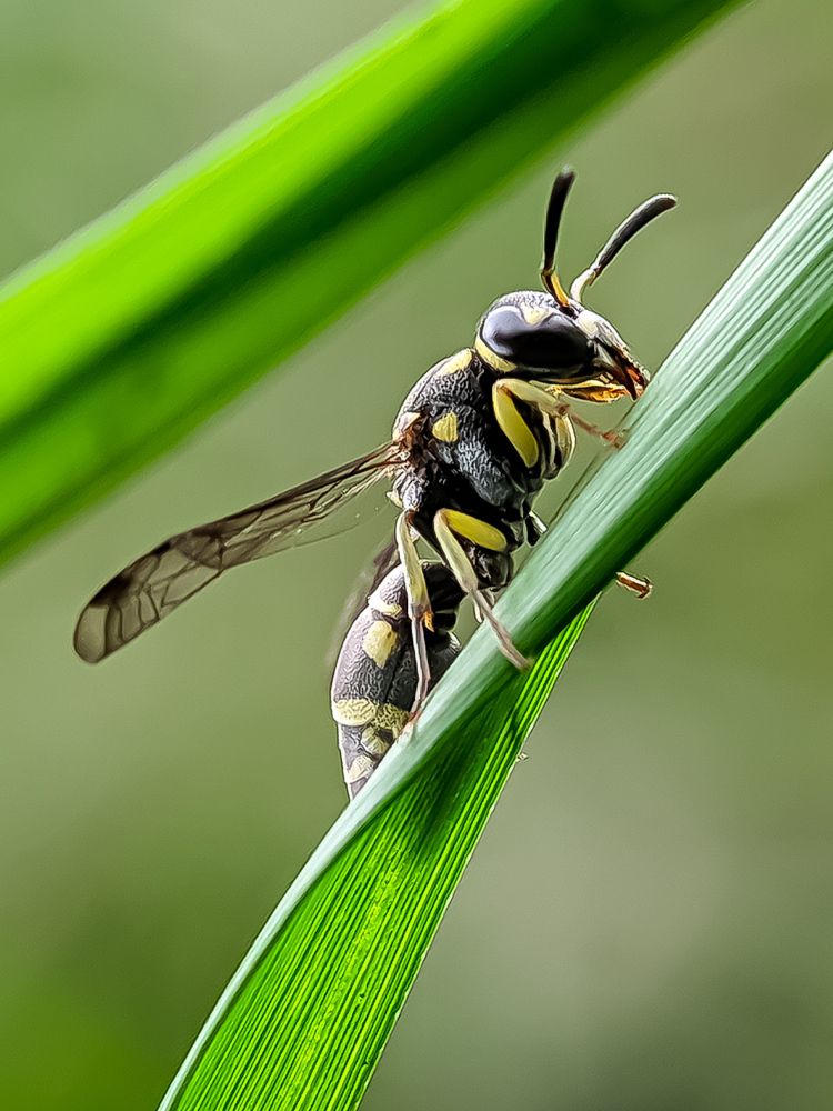 Photograph by South Indian Macro lens