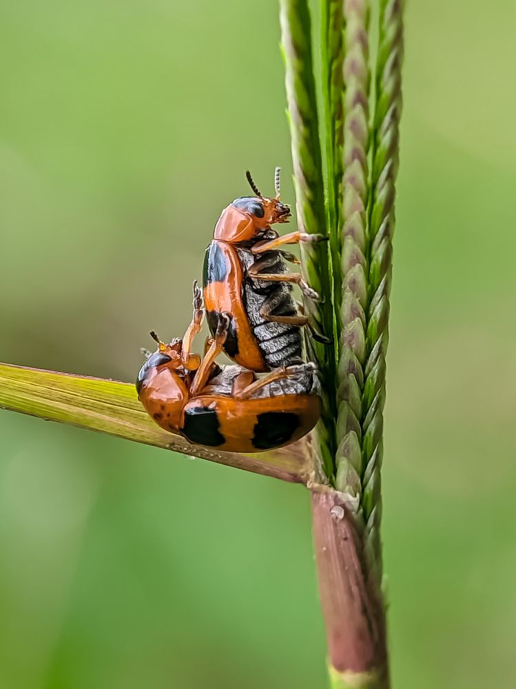 Photograph by South Indian Macro lens