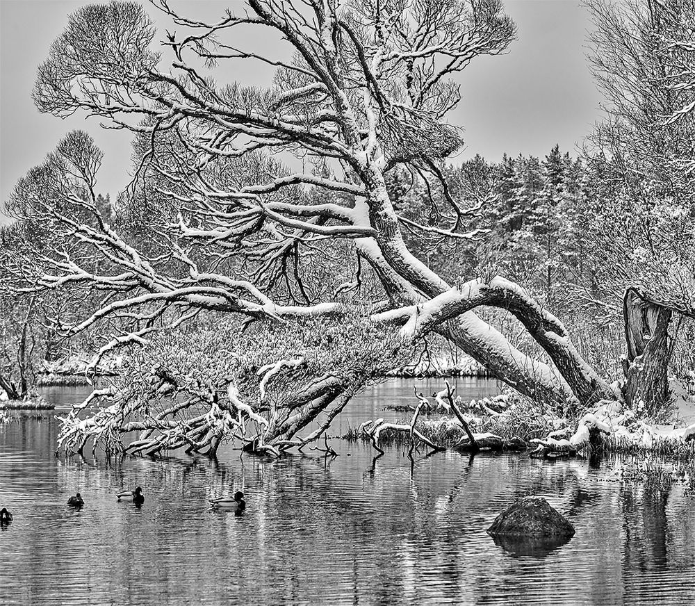 Первый снег.