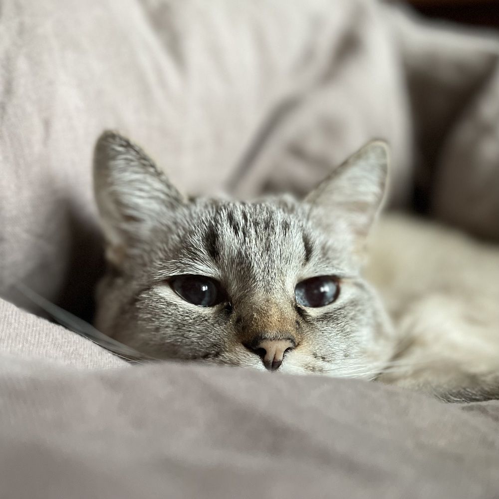 Фотография автора Андрей Симонов