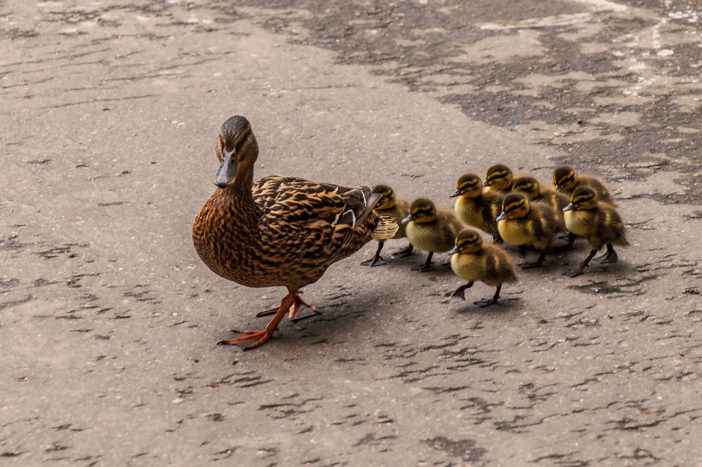 Фотография автора Светлана Разумовская