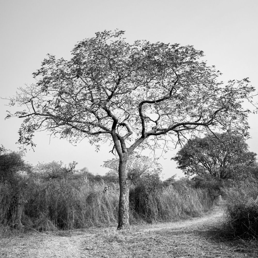 Photograph by Rohan Paradkar