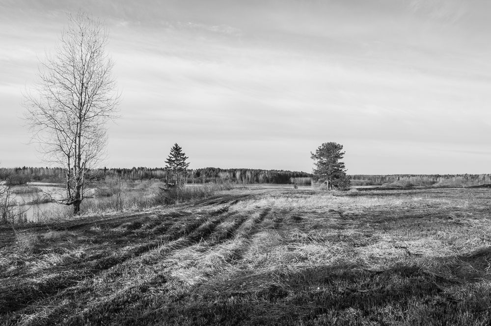 Весенний луг