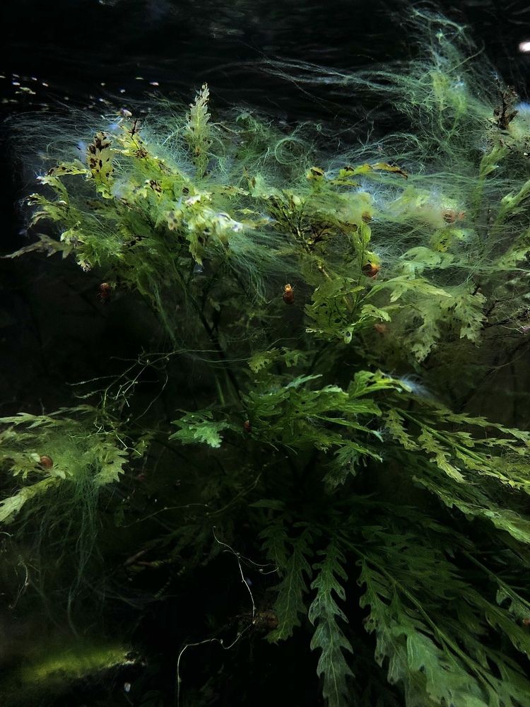 Симфония зелёного цвета