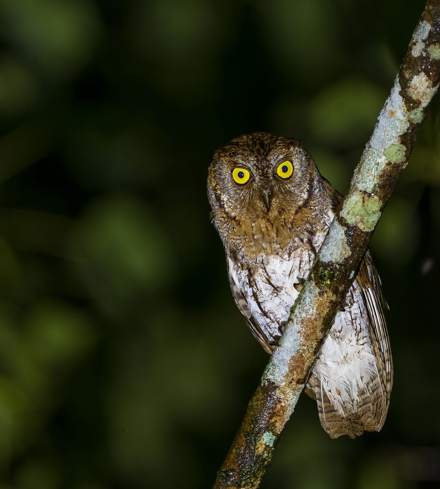 Oriental Scops Owl