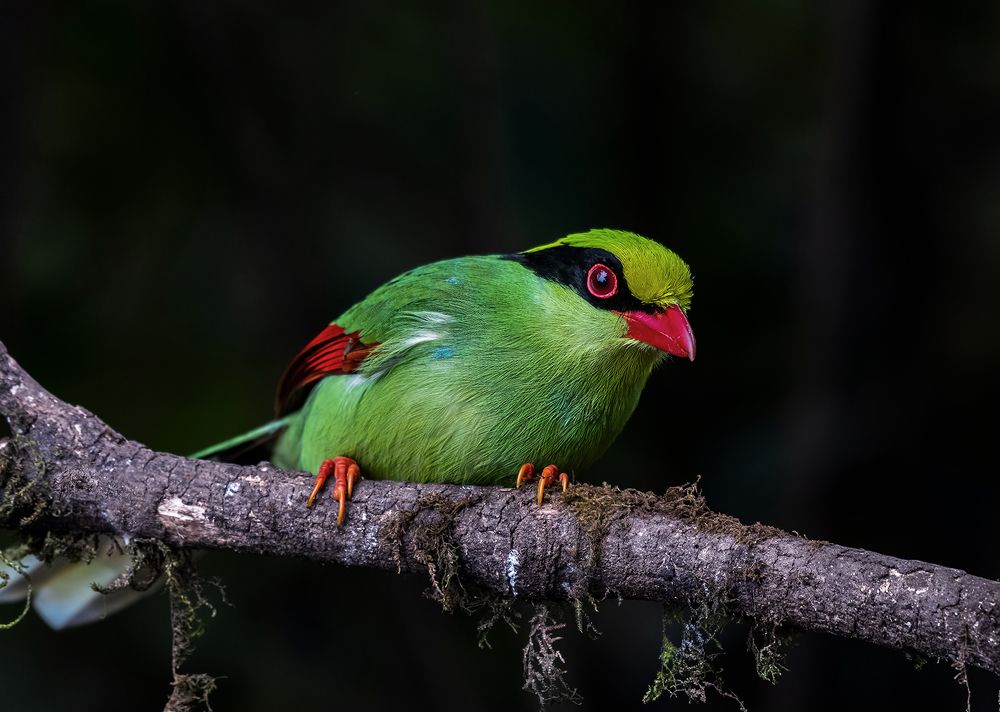 Фотография автора Binit Chatterjee