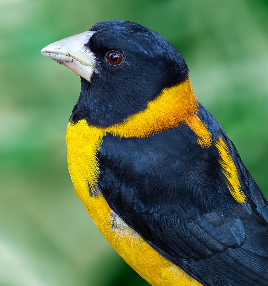 Фотография автора Binit Chatterjee