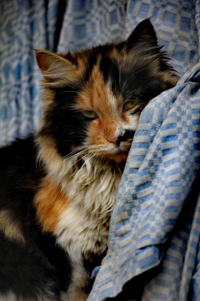 Photograph by Marziyeh Nasiri