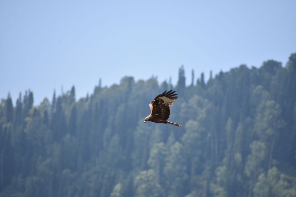 Коршун в полете.