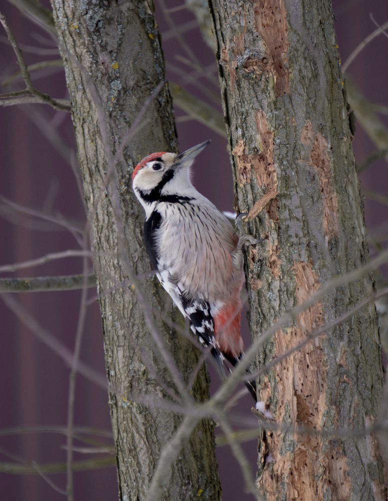 Дятел в подмосковье