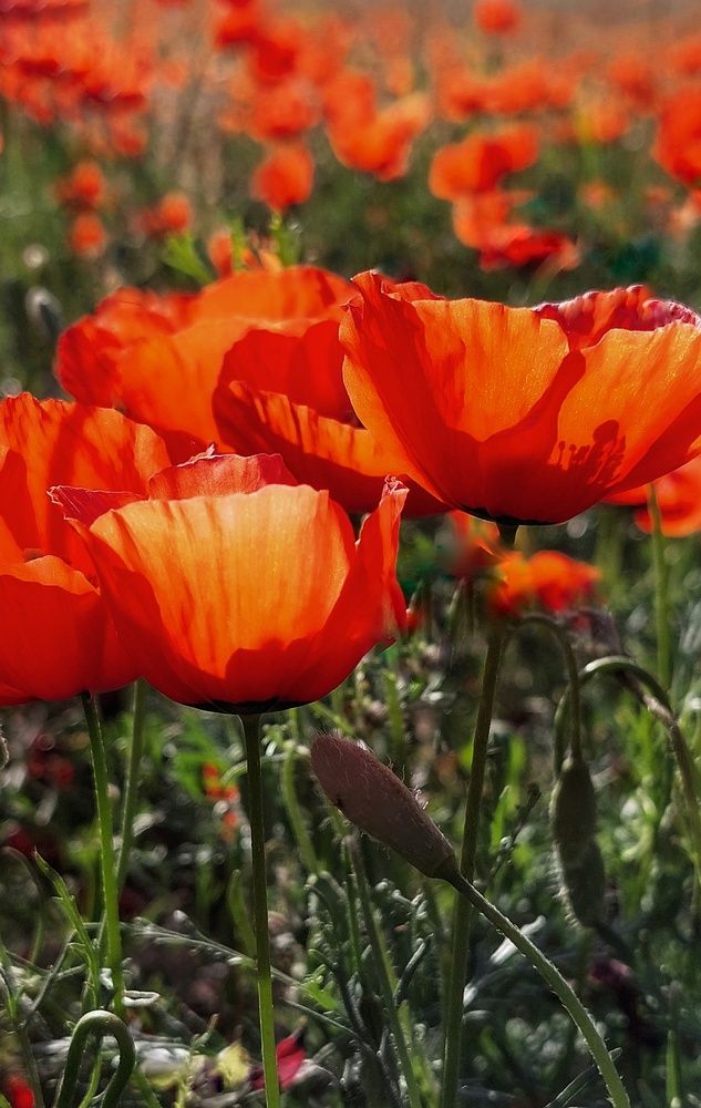 Photograph by Анна Чичилова