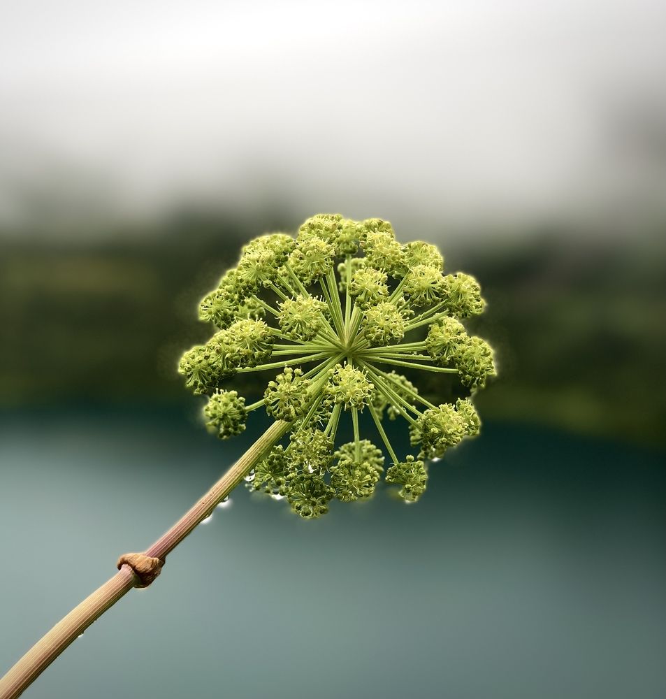 Дягиль на Ивановских озерах