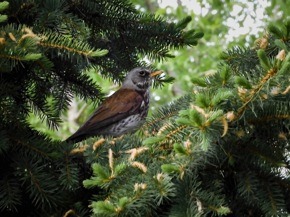 Photograph by Игорь Смирнов