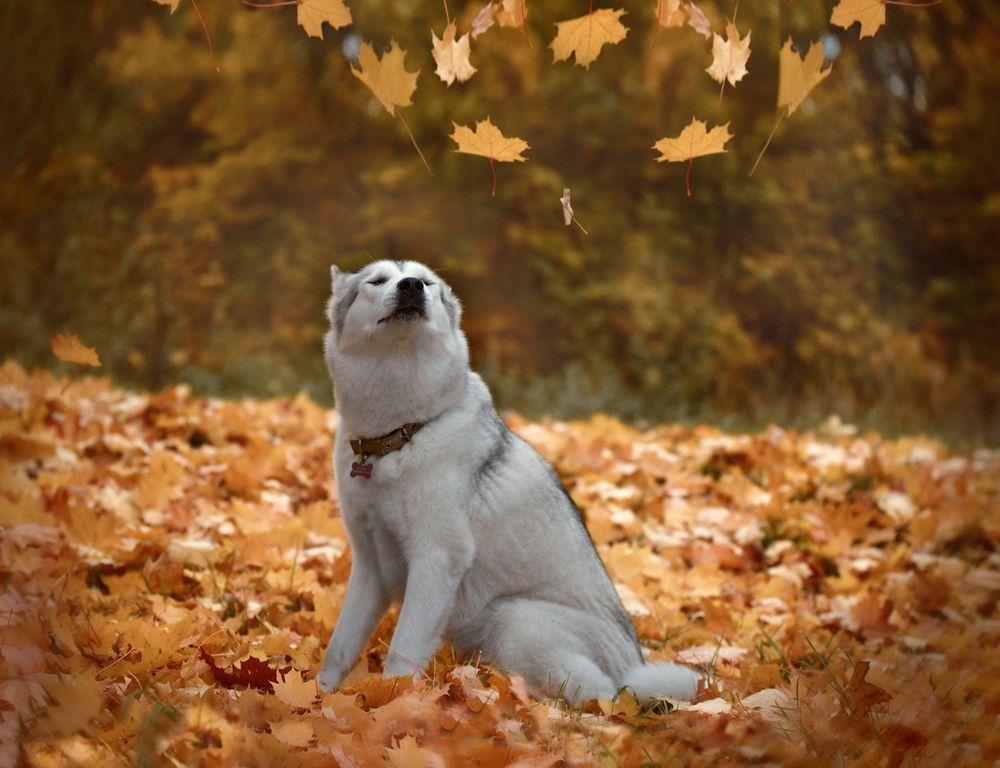 Photograph by Ирина Кленкова