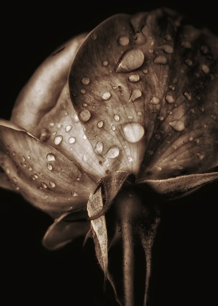 Photograph by Polina Svirida