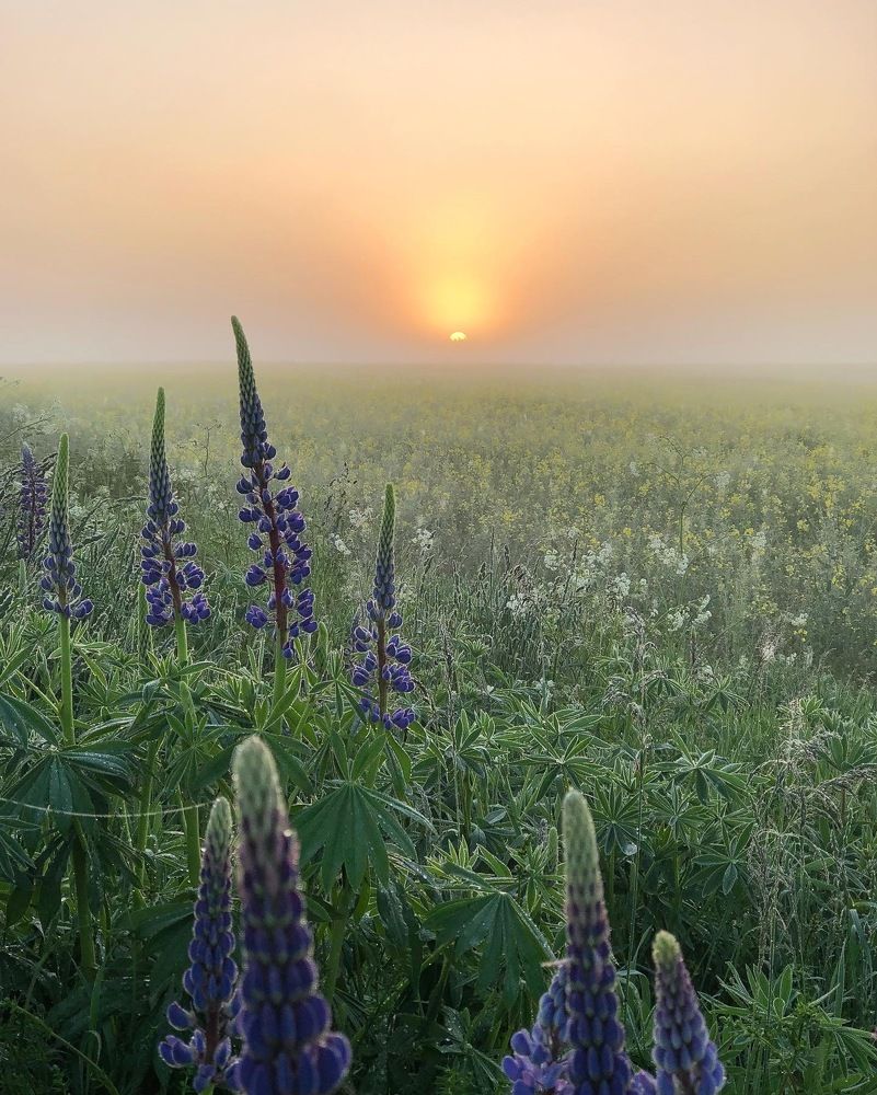 Photograph by Лариса Акинчиц