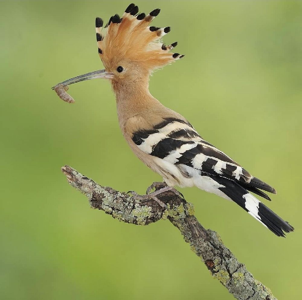 Photograph by Sohrab Niazi