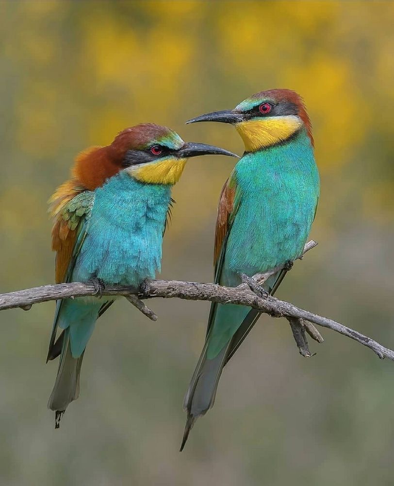 Photograph by Sohrab Niazi