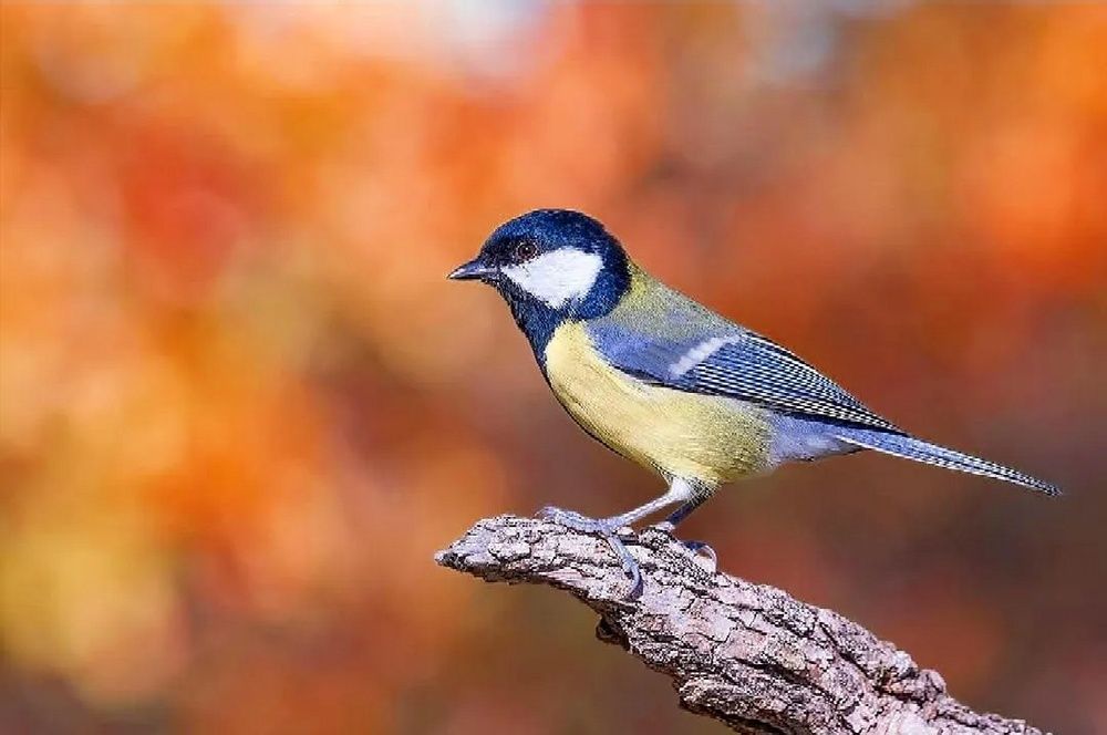 Photograph by Sohrab Niazi